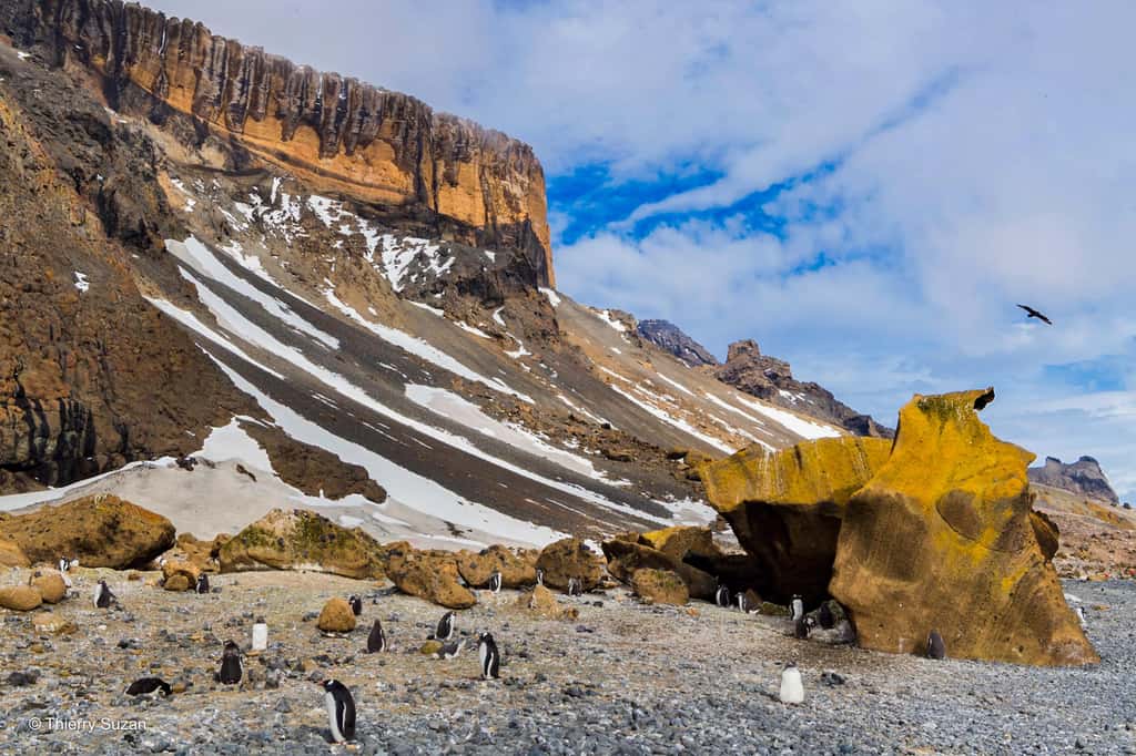 À Brown Bluff, les manchots papous établissent leurs colonies sur les plages ou dans les zones protégées par les falaises. Les oiseaux peuvent se reproduire en toute sécurité, protégés des prédateurs et des conditions climatiques extrêmes. Brown Bluff © Thierry Suzan – Tous droits réservés